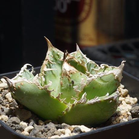 アガベチタノタ | STORES