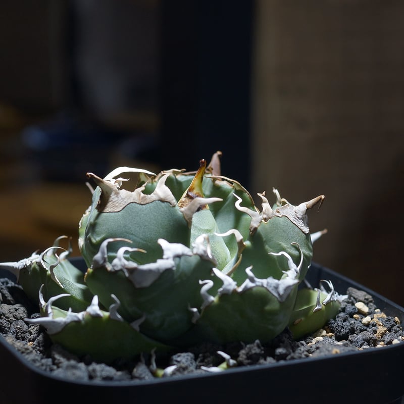 アガベ チタノタ 魔丸 / MG-10 | アガベ専門店 モンスターハウス