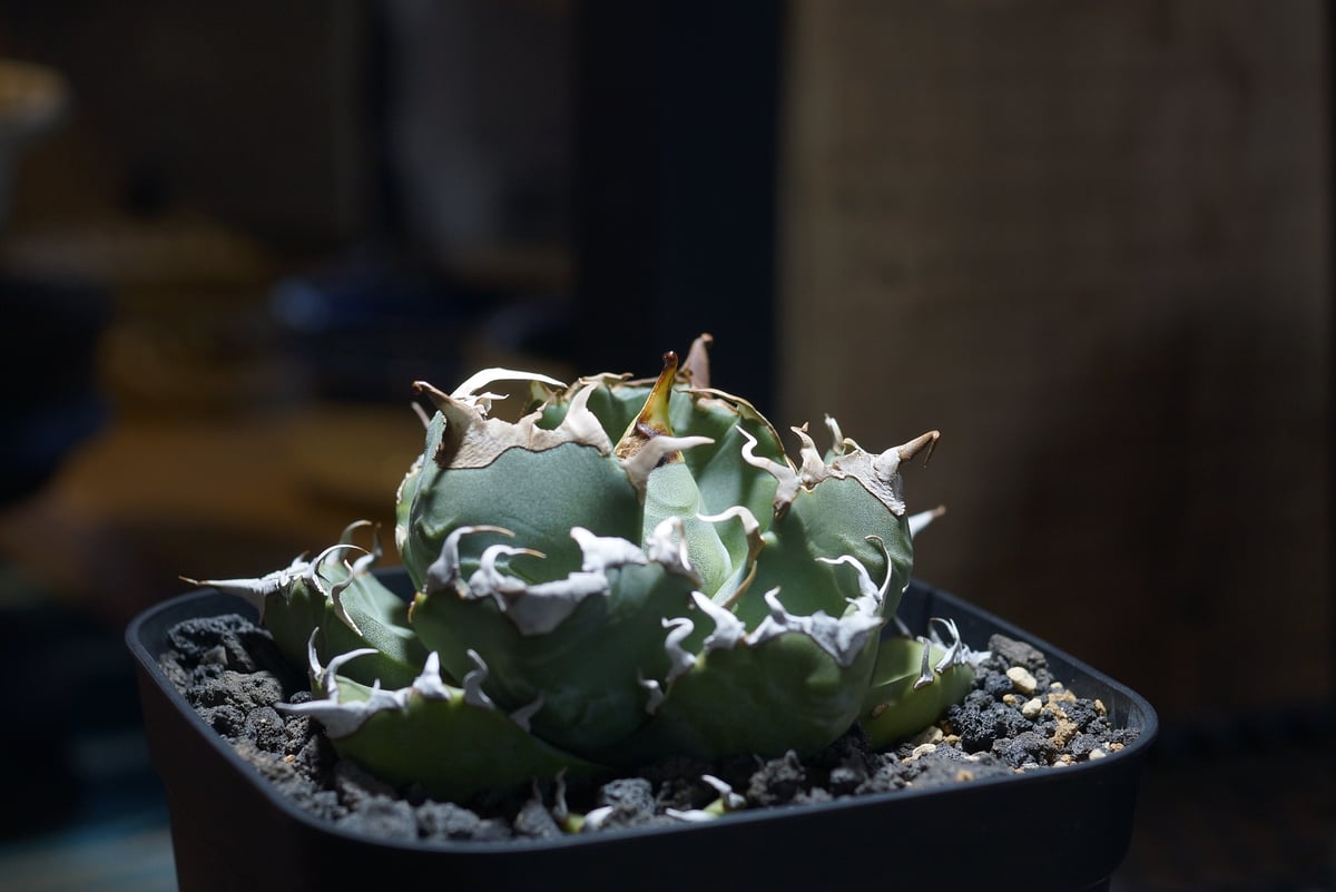 アガベ チタノタ 魔丸 / MG-10 | アガベ専門店 モンスターハウス