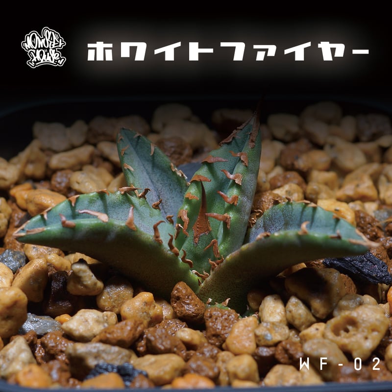 アガベ チタノタ 白火焔 特大 from rize】 アガベ・チタノタ 白