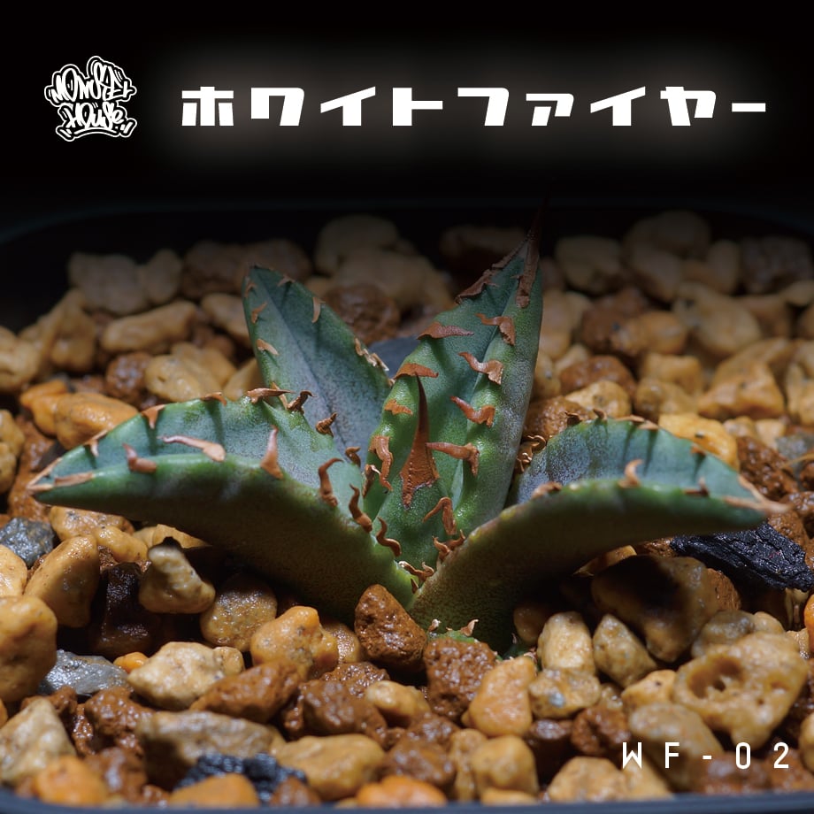 アガベ チタノタ ホワイトファイヤー/白火焔 WF-02 | アガベ専門店