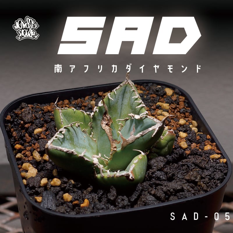 アガベ チタノタ 南アフリカダイヤモンド / SAD-05 | アガベ専門 アガベ チタノタ 南アフリカダイヤモンド / SAD-05 | アガベ専門