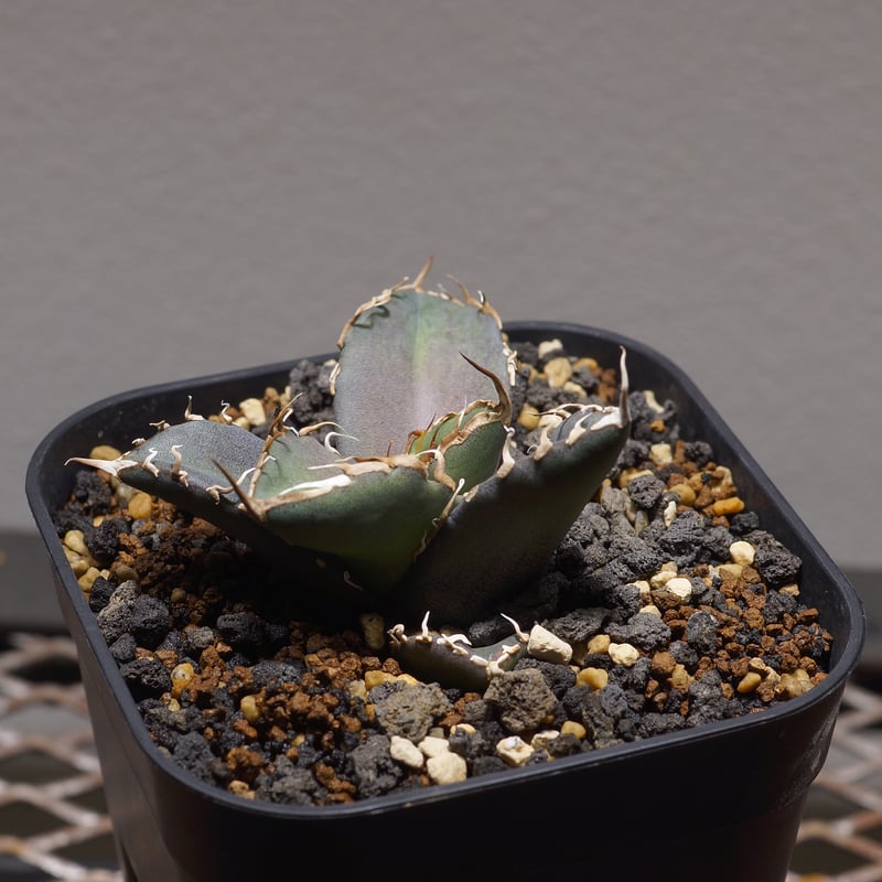 アガベ チタノタ　MS-WV 【年末セール】① アガベ チタノタ MS-WV ① 【限定値下げ】 - メルカリ