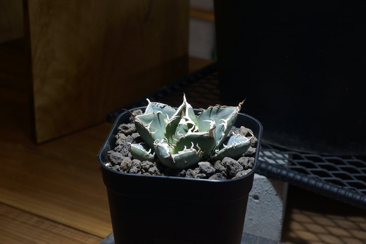 アガベ チタノタ 南アフリカダイヤモンド / SAD-08 | アガベ専門店