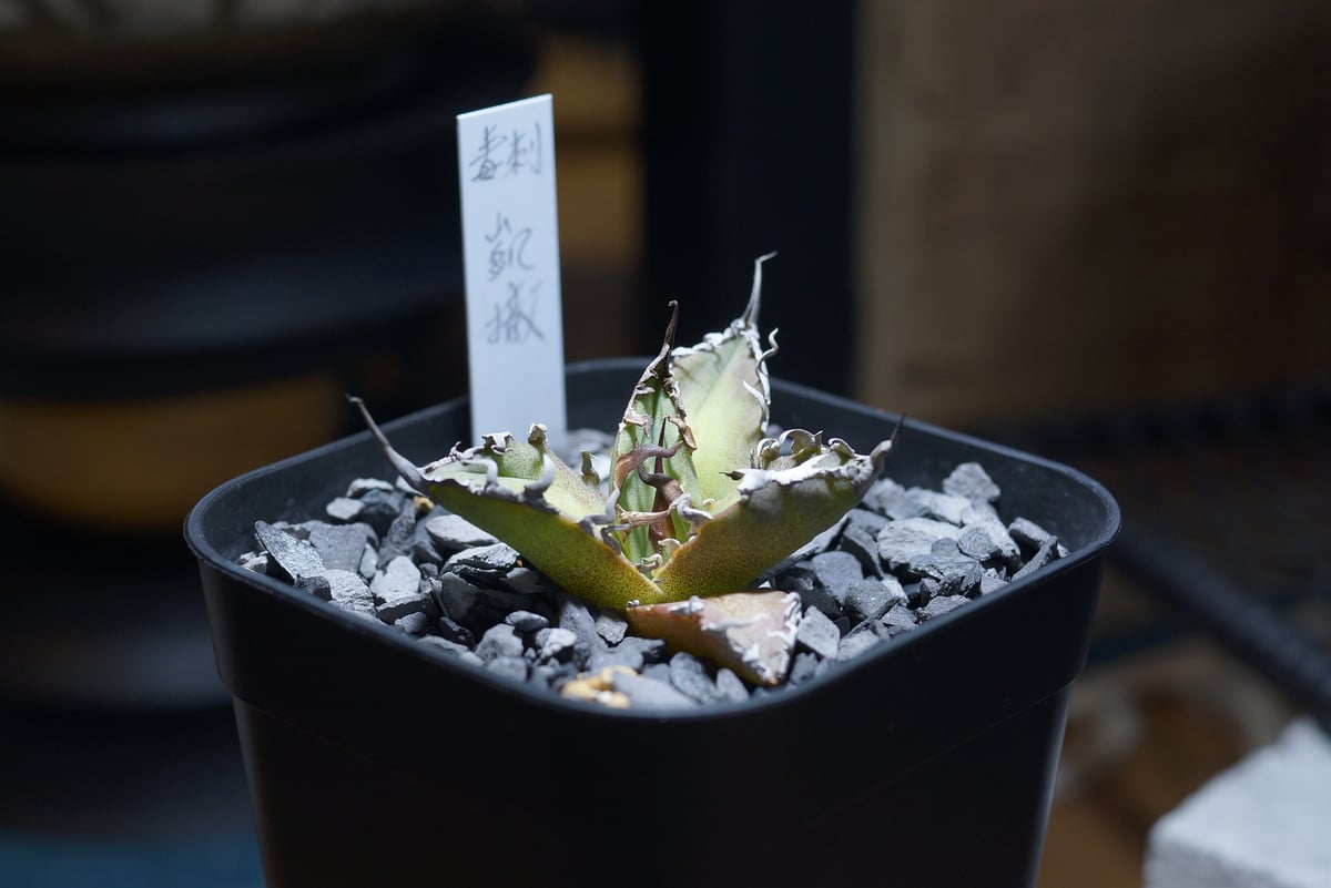 毒刺産 極上血統シーザー アガベ 【公式通販】