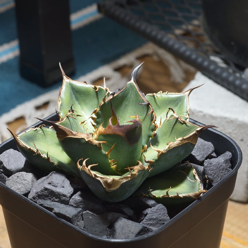 アガベ セット売り④ 緑犀牛、ウリエル実生 アガベ セット売り④ 緑犀牛、ウリエル実生 2025年最新】緑犀牛の人気