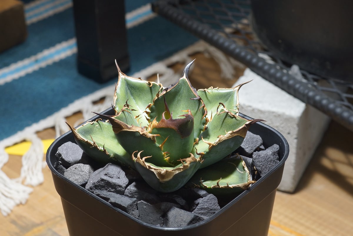 アガベ チタノタ 緑犀牛/ Dragon Agave産 GR-03 | アガベ専門店 モンス