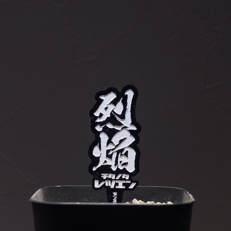 アガベ チタノタ 烈焔 黒犀 アガベ 品種 プランツタグ 黒