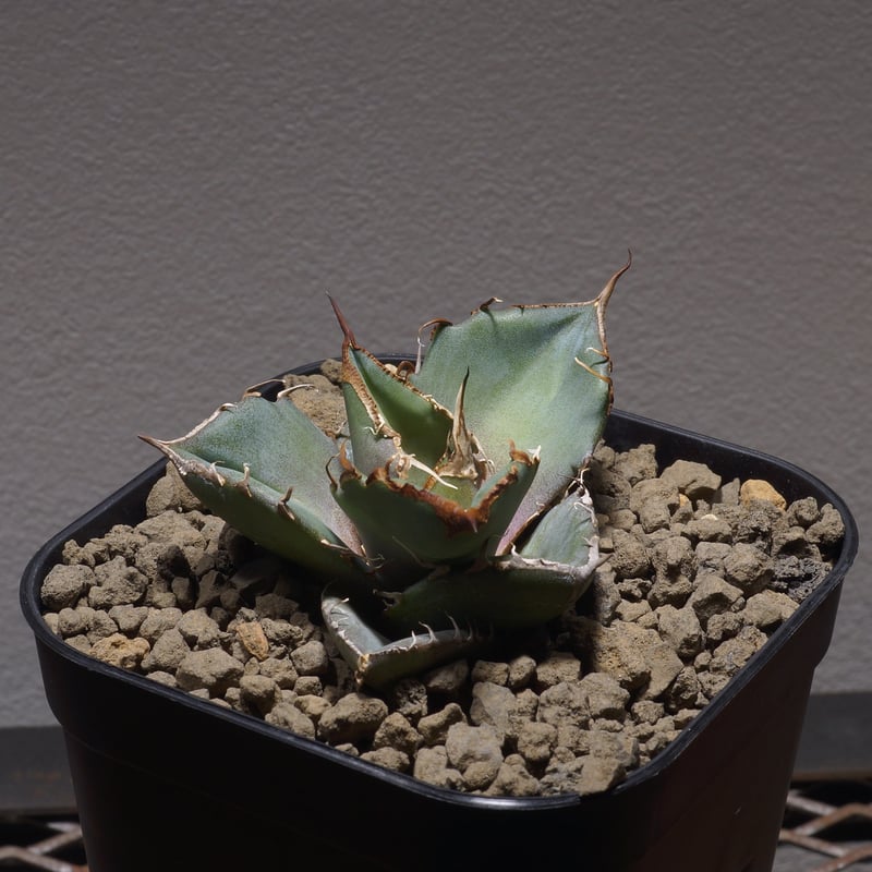 アガベ チタノタ CR-02 親株 Agave Titanota
