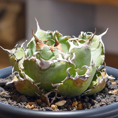 【SUMMERセール】アガベ　白鯨　特大（横幅16㎝）　陽炎　ボール株　子株付 SUMMERセール】アガベ 白鯨 特大（横幅16㎝） 陽炎 ボール株