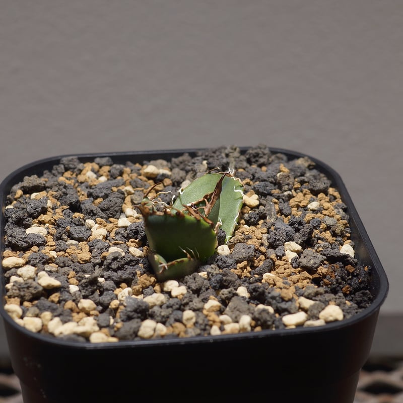 アガベ チタノタ シーザー 凱撒/cae-08 | アガベ専門店 モンスターハウス