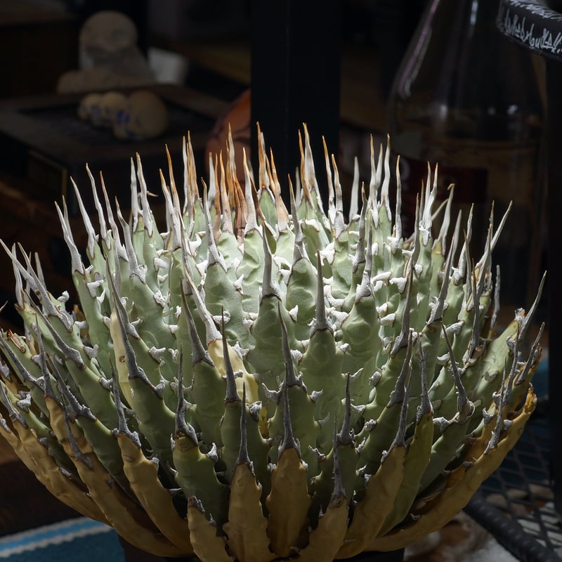 アガベ ユタエンシス エボリスピナ / ES-32 | アガベ専門店 モンスター