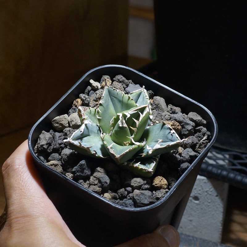 アガベ チタノタ SAD 写真株 Agave titanota SAD アガベ チタノタ 南アフリカダイヤモンド 大
