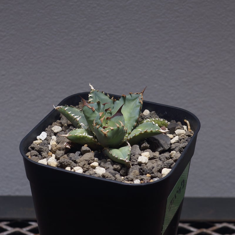 特選 チタノタ 姫厳竜 (シーザー パキポディウム グラキリス SRL