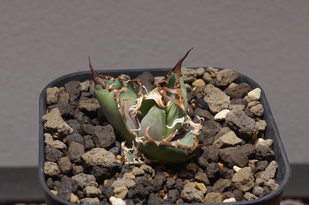 アガベチタノタFO-76  カエサル シーザー 凱撤  Agave アガベ：チタノタ シーザー（凱撤） 8cm角鉢植え の通販 | 園芸