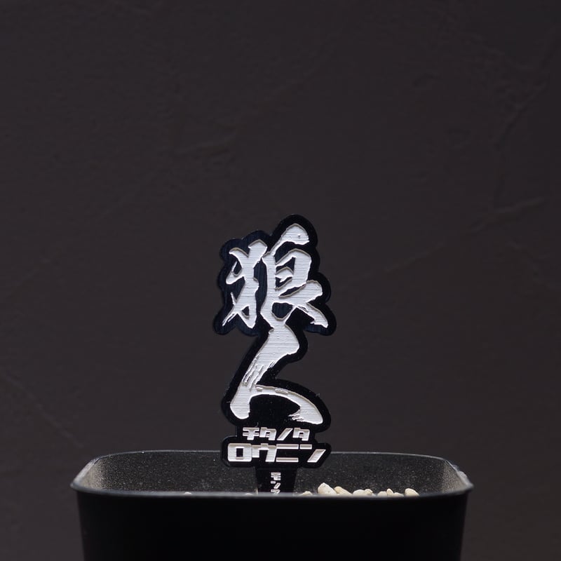 アガベ 品種 プランツタグ 黒】チタノタ 狼人 | アガベ専門店