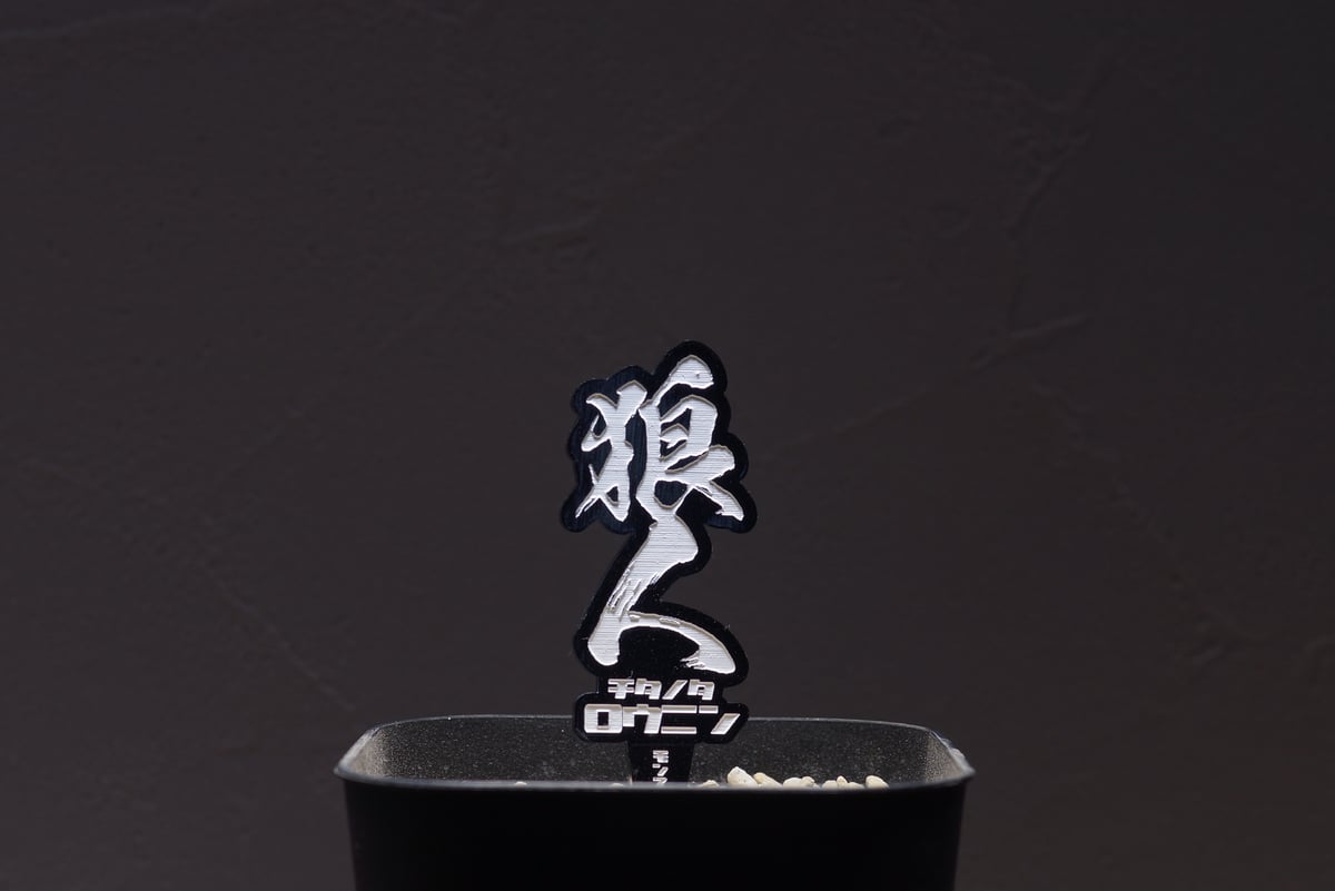 アガベ 品種 プランツタグ 黒】チタノタ 狼人 | アガベ専門店