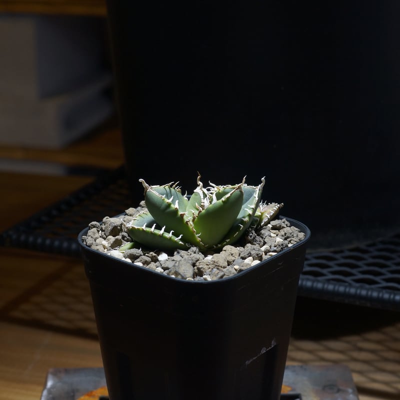 アガベ　チタノタ　SAD 南アフリカダイヤモンド アガベ チタノタ 南アフリカダイヤモンド / SAD-13 | アガベ専門店