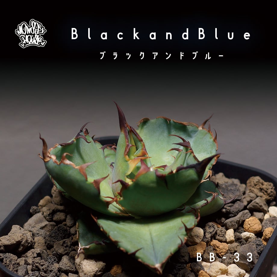 H*読様 【Lj_plants】C223 悪魔BB ブラックアンドブルー 濃黒棘 Amazon.co.jp: F2厳選子株 アガベ チタノタ BBブラック&ブルー