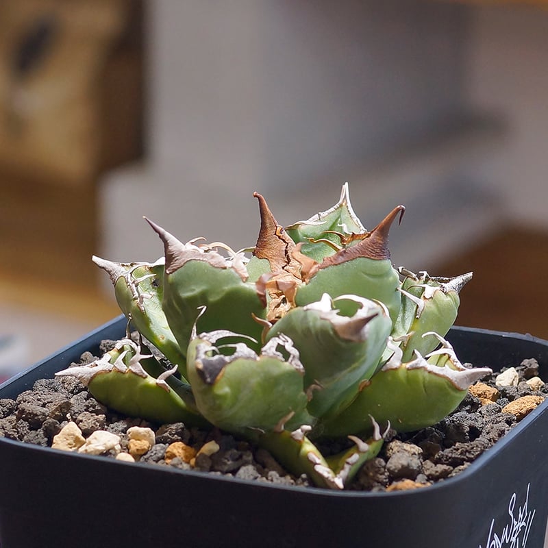 アガベ チタノタ 魔丸 / MG-05 | アガベ専門店 モンスターハウス