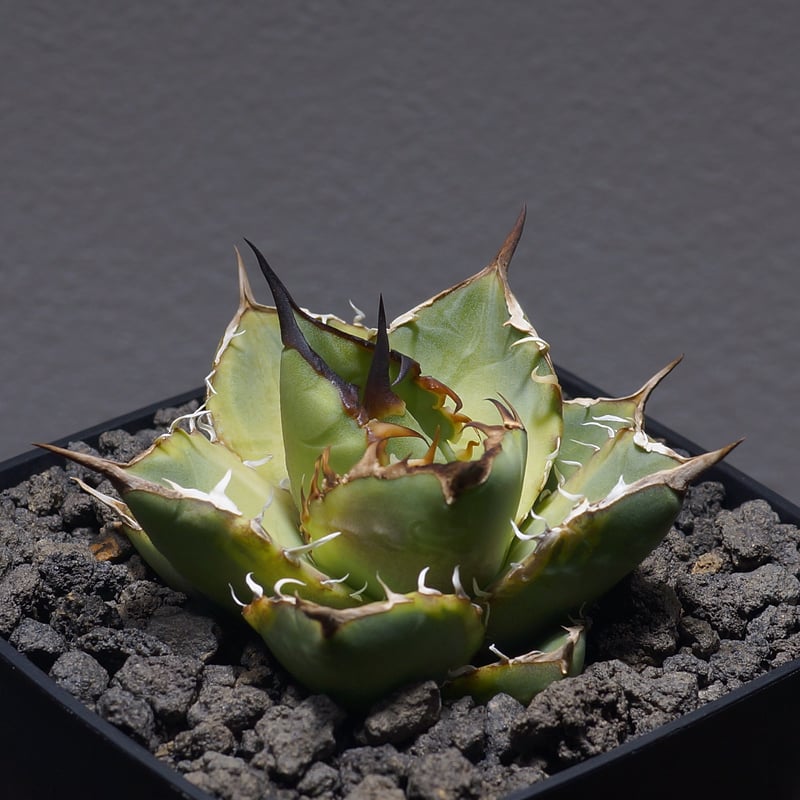 アガベ チタノタ ナンバーワン錦/子株 N1-06 | アガベ専門店