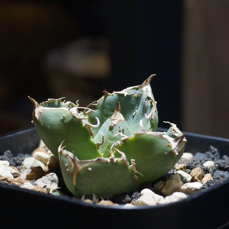 発根済！ブツブツ系！アガベ　疣猪　H アガベ チタノタ 疣猪 / イボイノシシ WT-01 | アガベ専門店