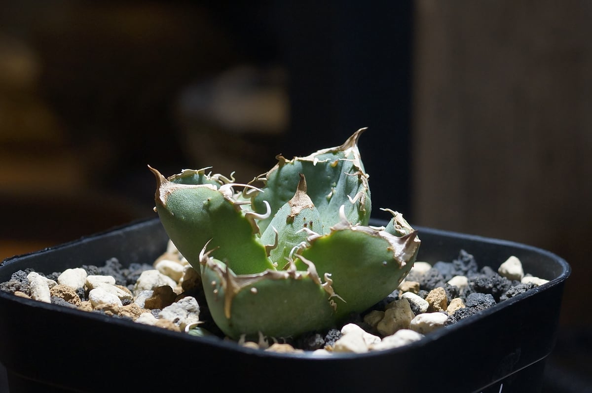 アガベ　チタノタ　オテロイ　疣猪　イボイノシシ　ブツブツ　4 アガベ チタノタ 疣猪 / イボイノシシ WT-01 | アガベ専門店