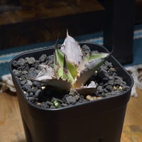 アガベ チタノタ Dennis 040 キングアーサー/ Dragon Agave産 D04