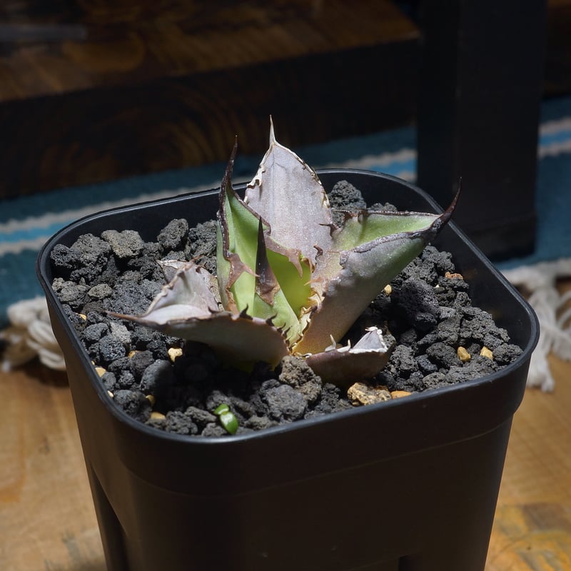 アガベ チタノタ Dennis 040 キングアーサー/ Dragon Agave産 D04