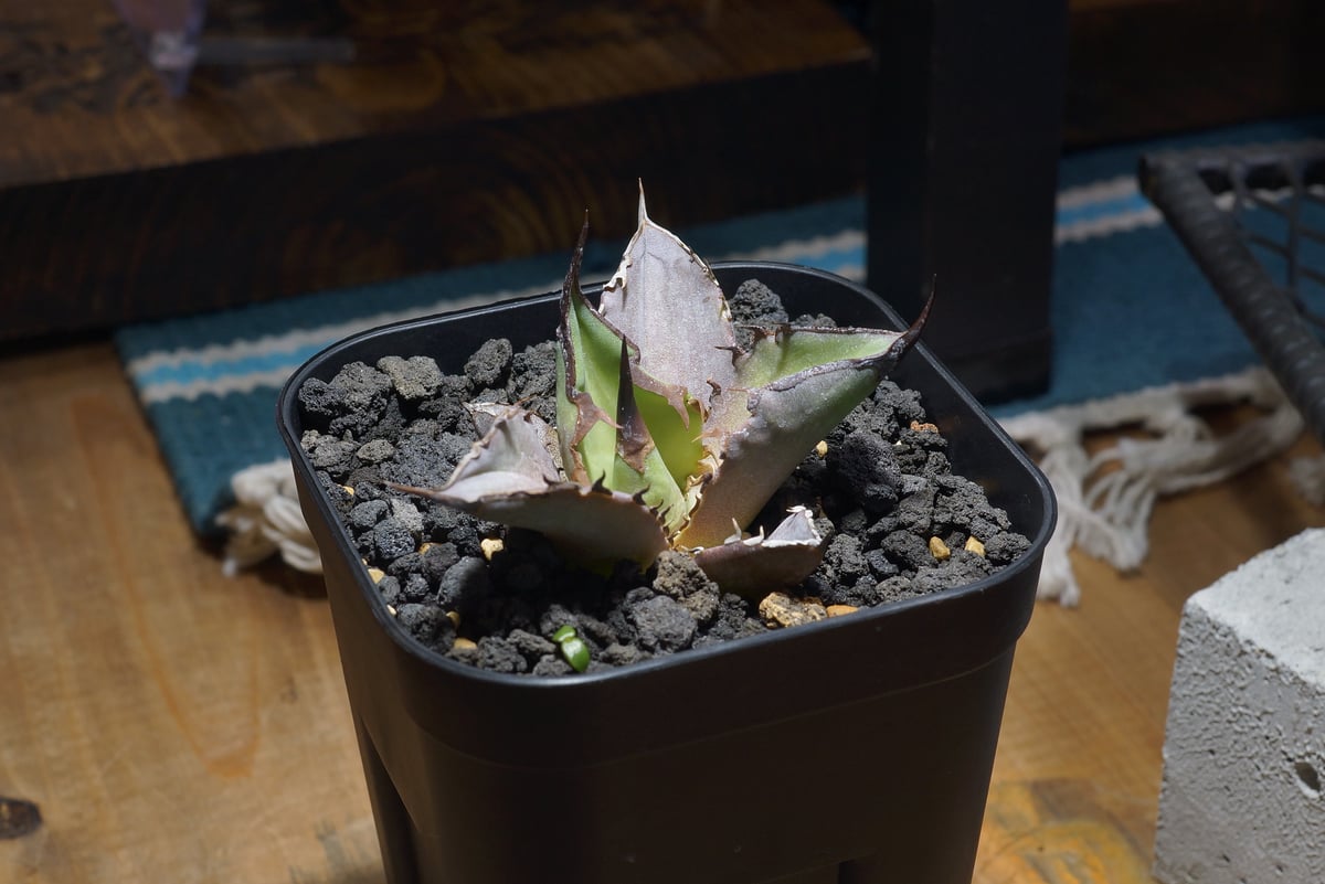 アガベ チタノタ Dennis 040 キングアーサー/ Dragon Agave産 D04