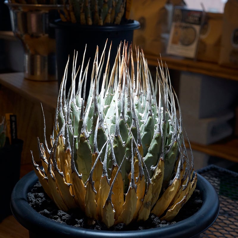 n*m様 アガベユタエンシス　エボリスピナ アガベ ユタエンシス エボリスピナ / ES-10 | アガベ専門店