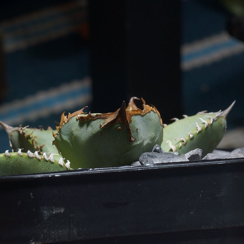 アガベ チタノタ 鰐亀 / WG-01 | アガベ専門店 モンスターハウス