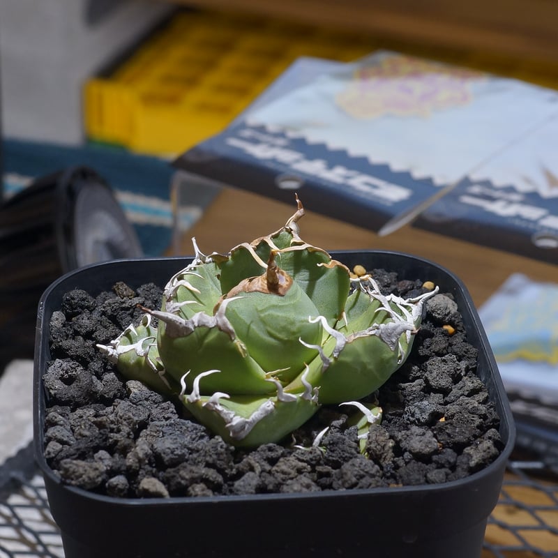 アガベ チタノタ 魔丸 / MG-07 | アガベ専門店 モンスターハウス