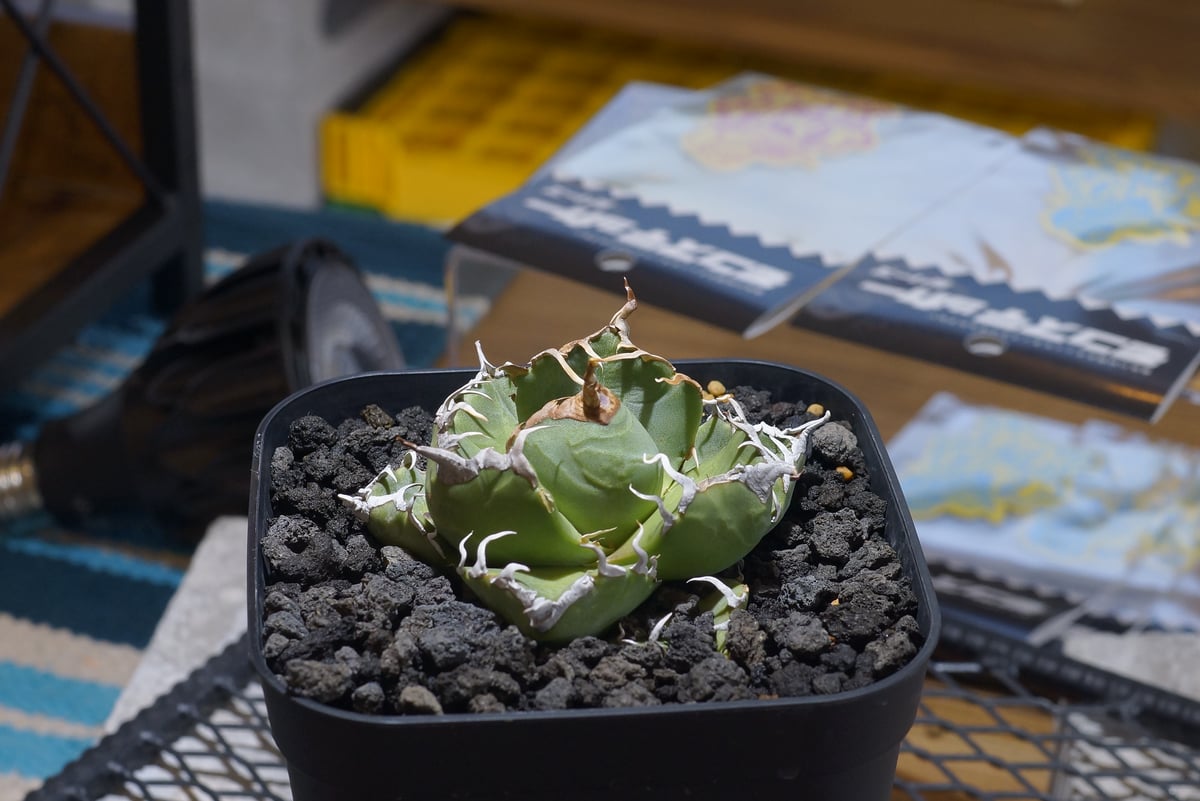 アガベ チタノタ 魔丸 / MG-07 | アガベ専門店 モンスターハウス