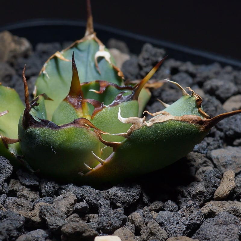 強棘選抜】アガベオテロイFO-76 子株（F-08）インドネシア輸入株