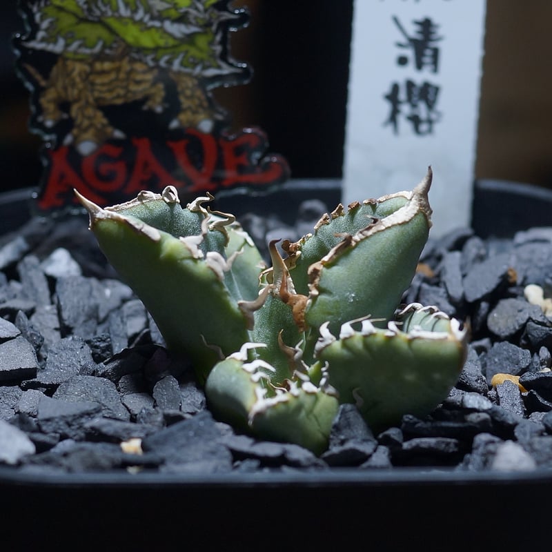 アガベ チタノタ 清櫻/ Dragon Agave産 so-02 | アガベ専門店 モンスタ