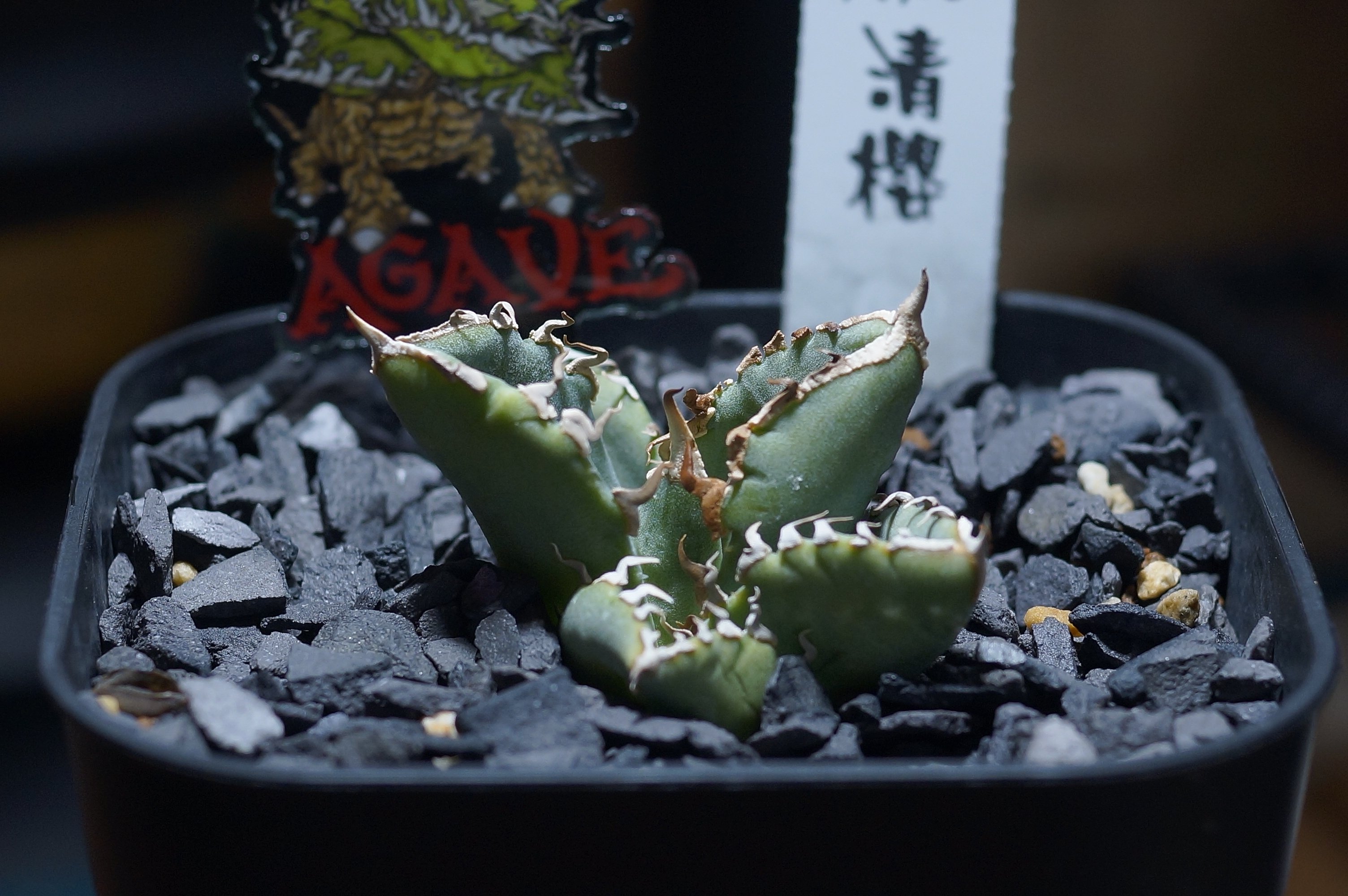 【Agave Titanota SEO】アガベ チタノタ 清櫻 original