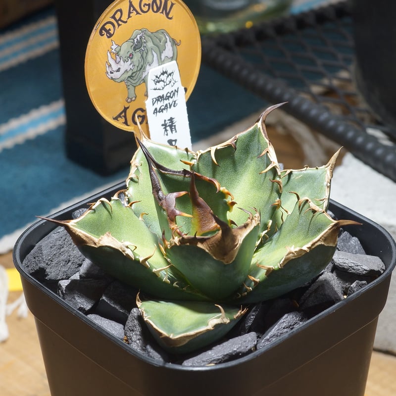 アガベ チタノタ 緑犀牛/ Dragon Agave産 GR-04 | アガベ専門店 モンス