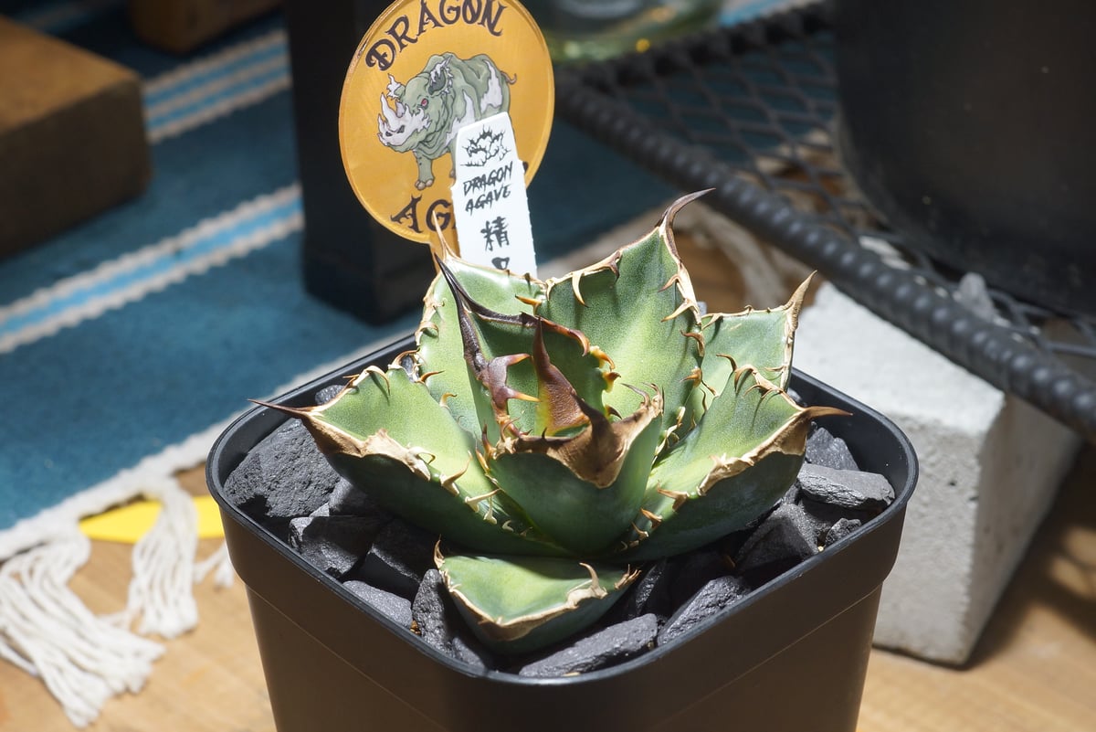 【Dragon Agave産】AGAVE TITANOTA 緑犀牛 アガベ チタノタ 緑犀牛/ Dragon Agave産 GR-04 | アガベ専門店 モンス