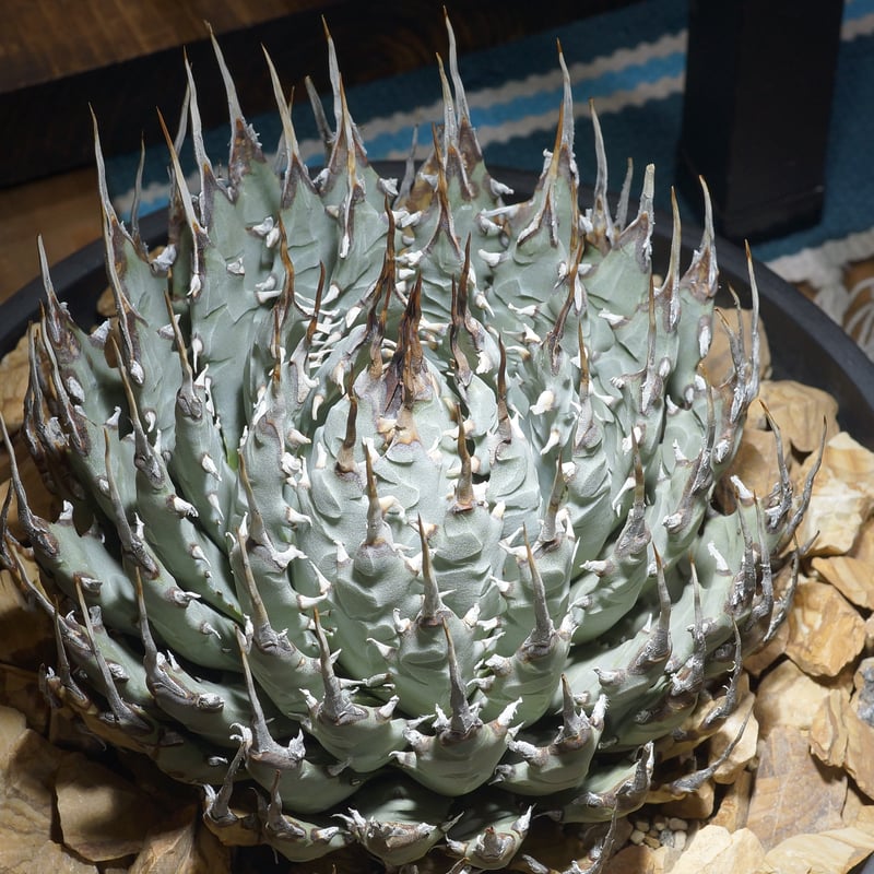 アガベ ユタエンシス エボリスピナ / ES-30 | アガベ専門店 モンスター