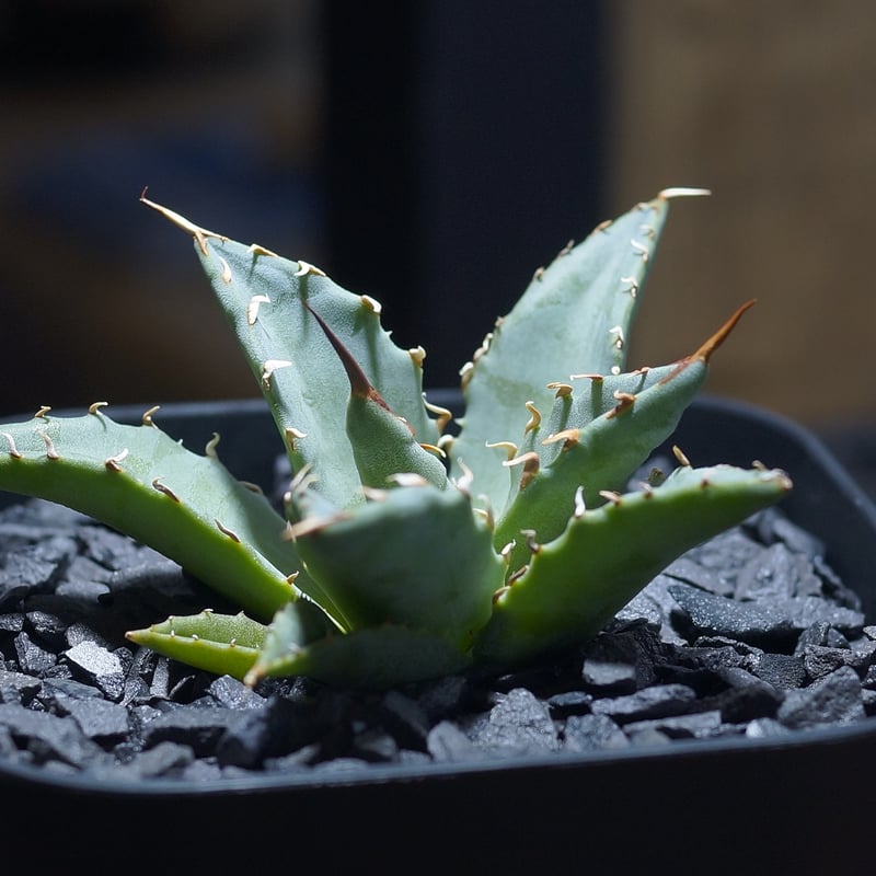 アガベ ハイブリッド 妖炎×姫厳竜/ Y×H-13 | アガベ専門店