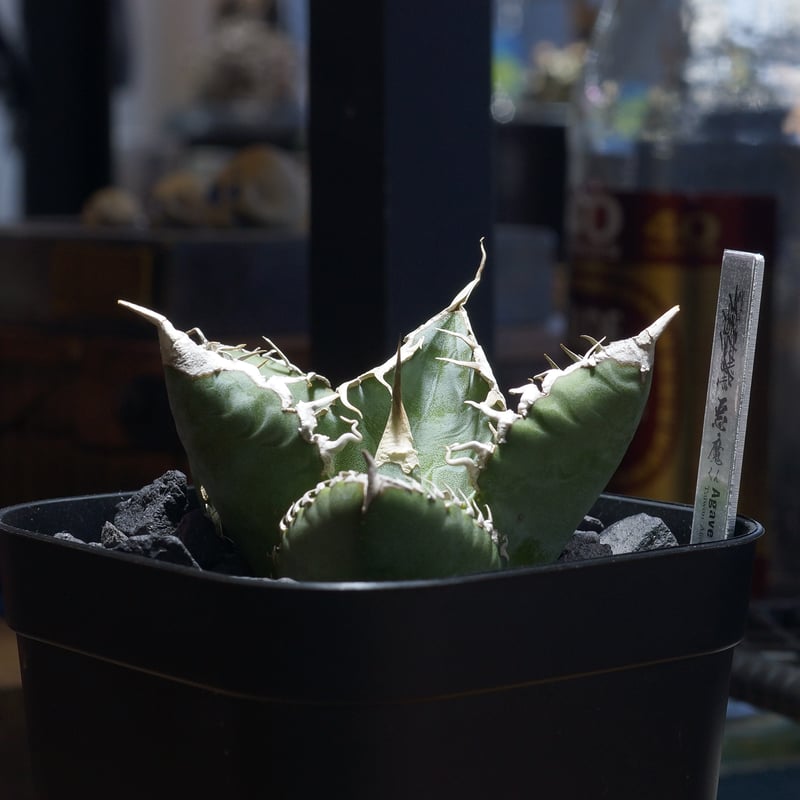 アガベ　チタノタ　悪魔くん　（1） RAFLUMコレクション】アガベ チタノタ 