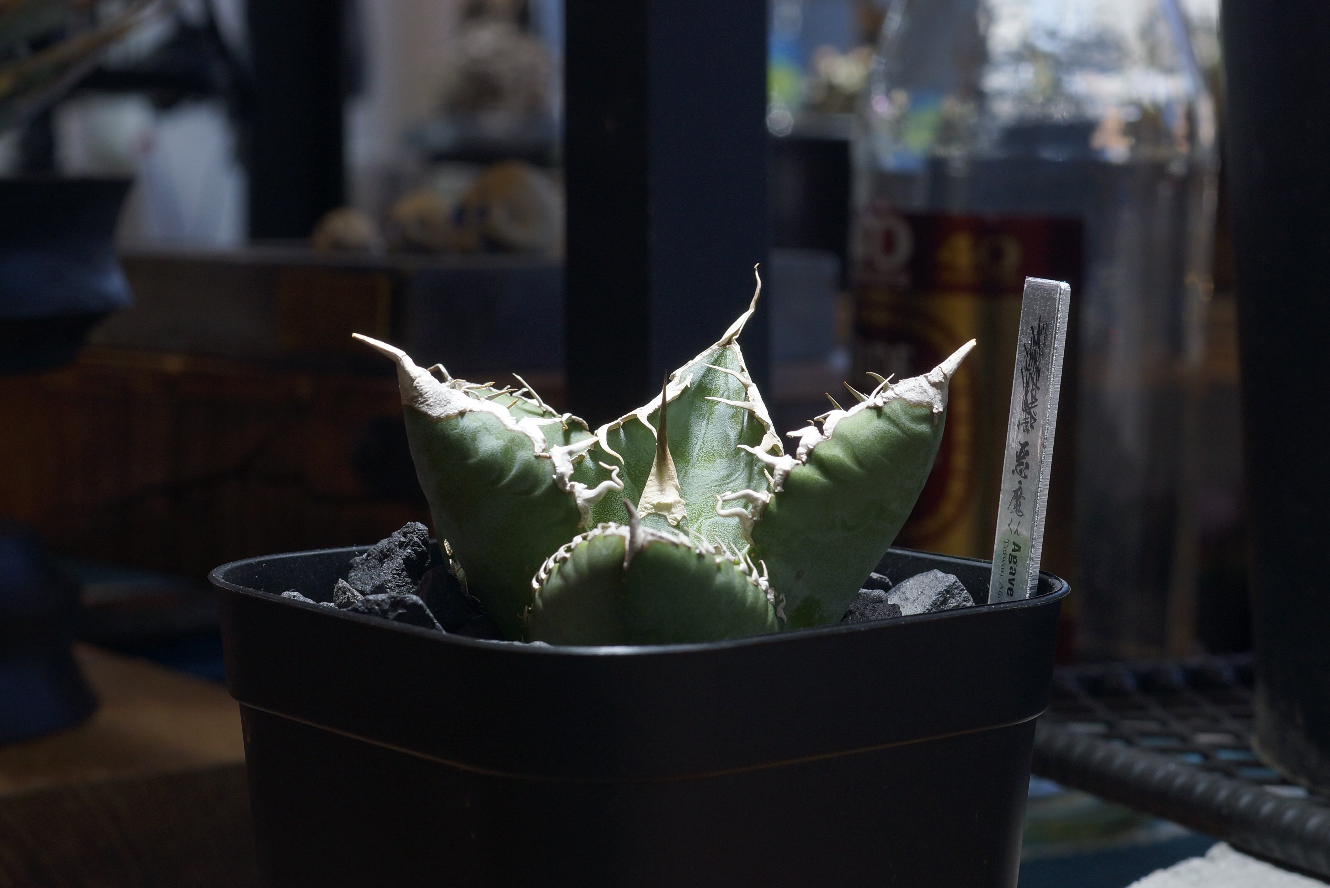 アガベ チタノタ 悪魔くん　Agave アガベ チタノタ 悪魔くん ak-01 | アガベ専門店 モンスターハウス