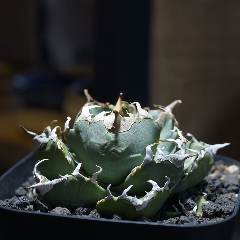 アガベ チタノタ 魔丸 / MG-10 | アガベ専門店 モンスターハウス