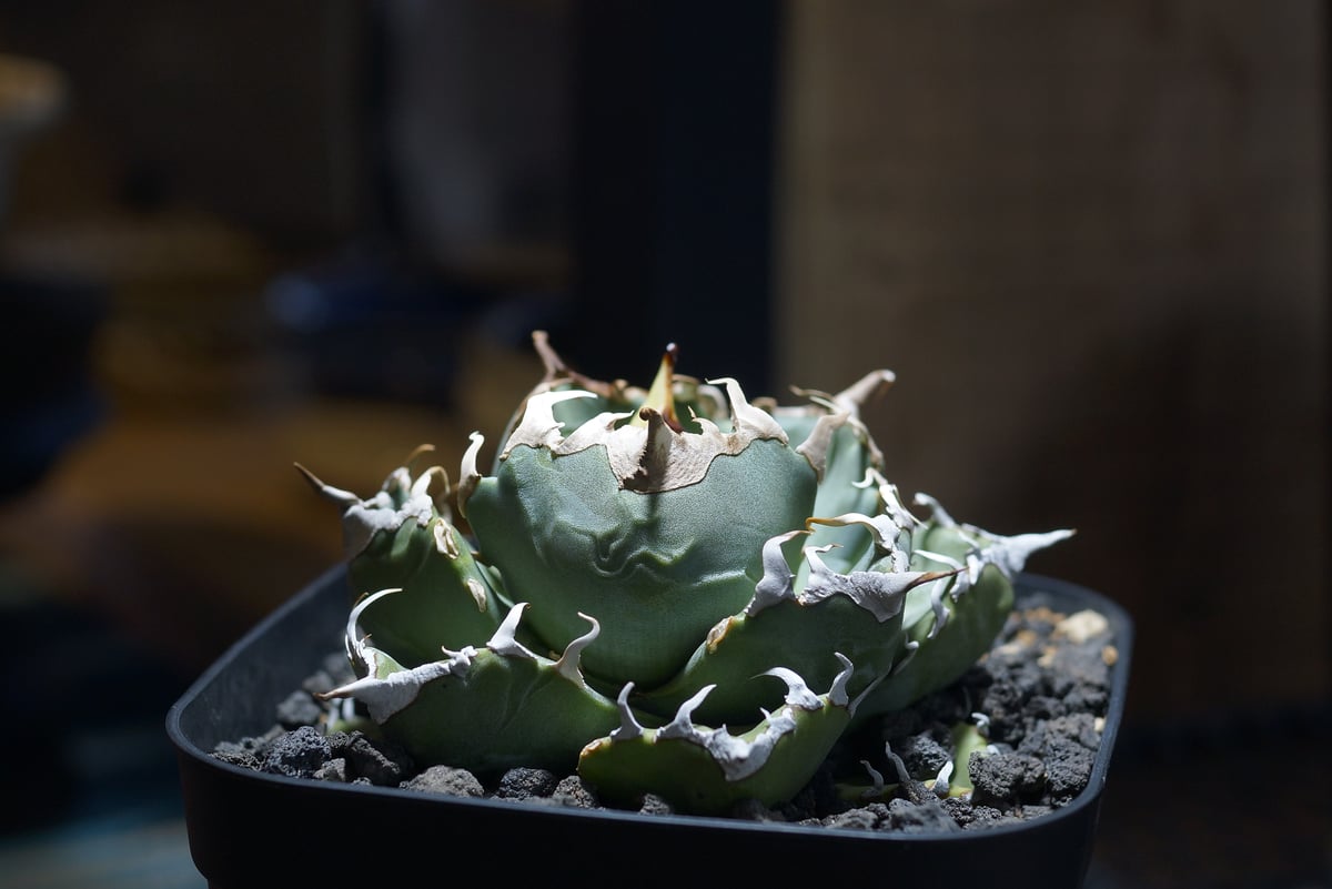 アガベ チタノタ 魔丸 / MG-10 | アガベ専門店 モンスターハウス