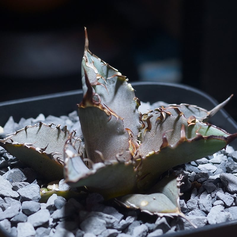 アガベ チタノタ 猟豹/ Dragon Agave産 ct-01 | アガベ専門店 モンスタ