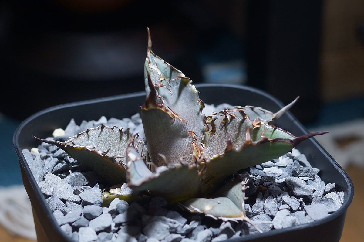 アガベ SEGAO アガベ チタノタ 猟豹/ Dragon Agave産 ct-01 | アガベ専門店 モンスタ