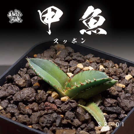 アガベ専門店 モンスターハウス アガベ専門店 モンスターハウス