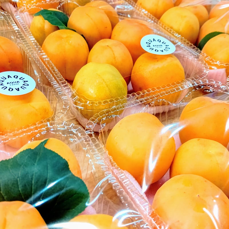 ジャム】国見町100年あんずじゃむ | ISHII & AQUA FARM