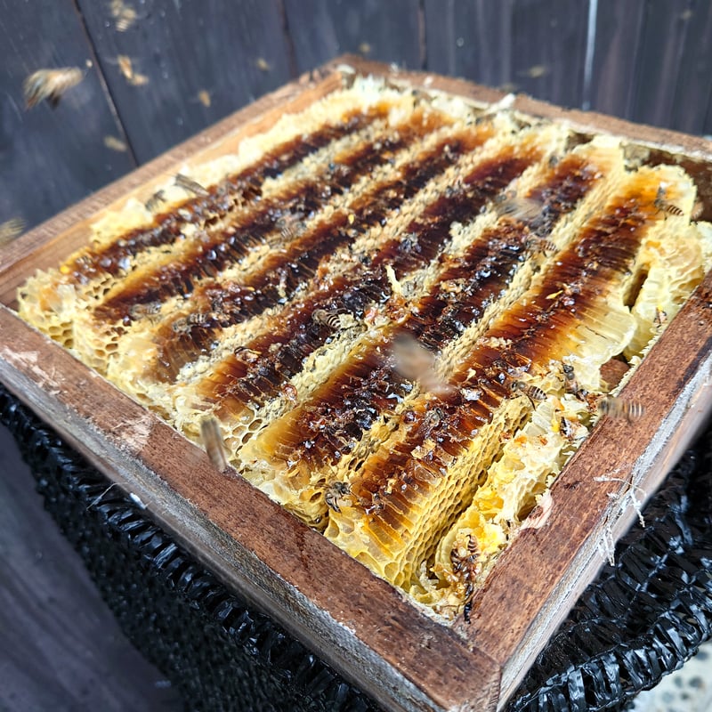 ご自宅用】日本はちみつ(130g) | CONFITURE KOYA